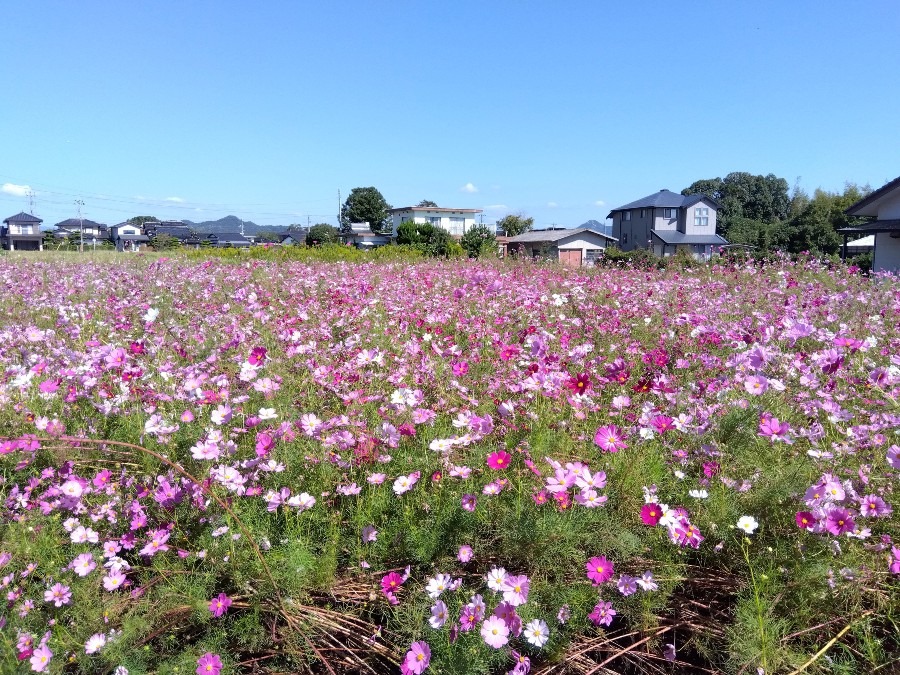 快晴の空☀️とコスモス💖