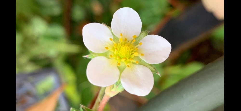 いちごの花