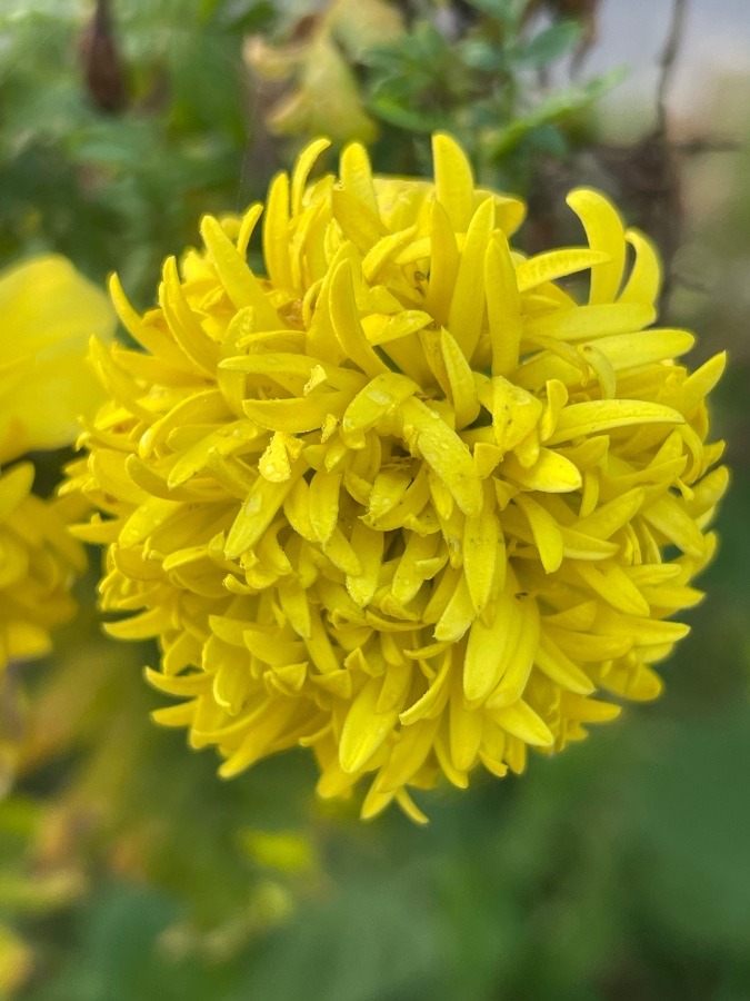 黄色い花❀