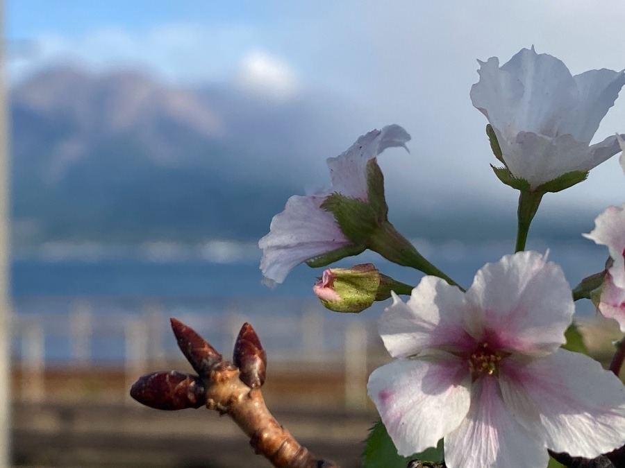 鹿児島の桜🌸