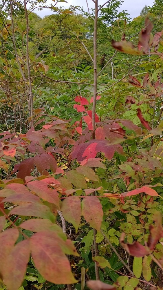 紅葉狩り🍁🍁