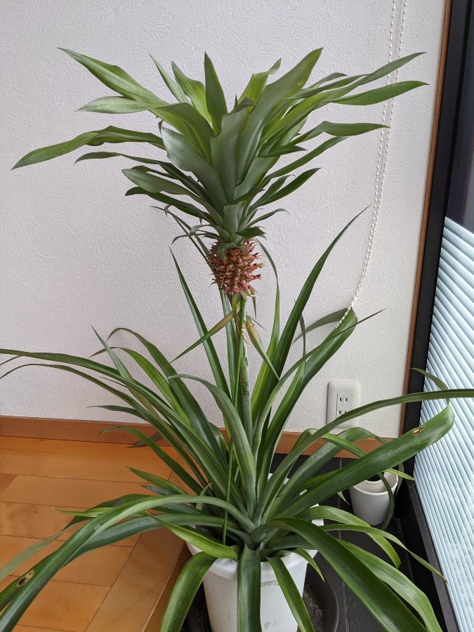 友達の家のパイナップル🍍