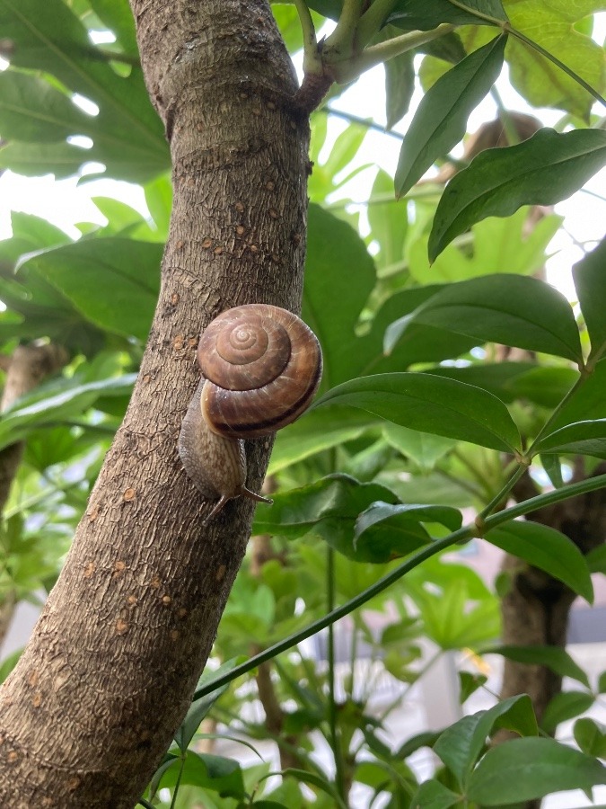 でんでんむし🐌