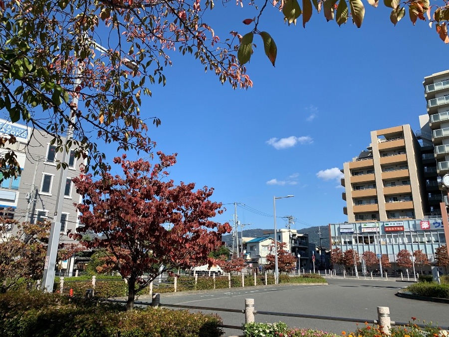 懐かしい花園の思い出