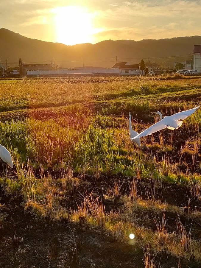 夕陽に向かって飛んで行け〜！