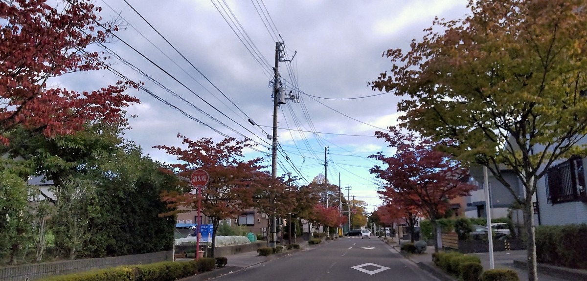 小学校の街路樹(3)