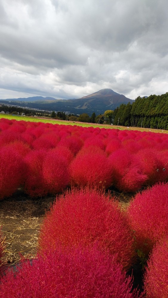 コキアと磐梯山