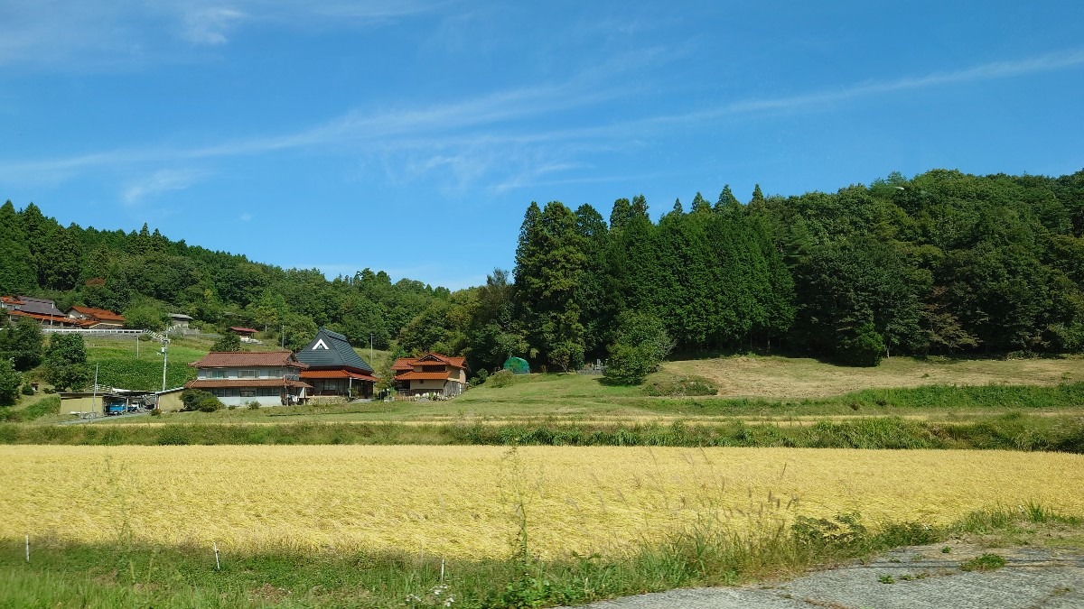 稲刈り前の風景