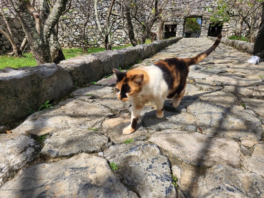 【沖縄北部】今帰仁城跡その③