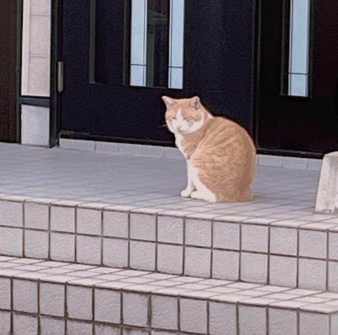 【またまた茶白】
