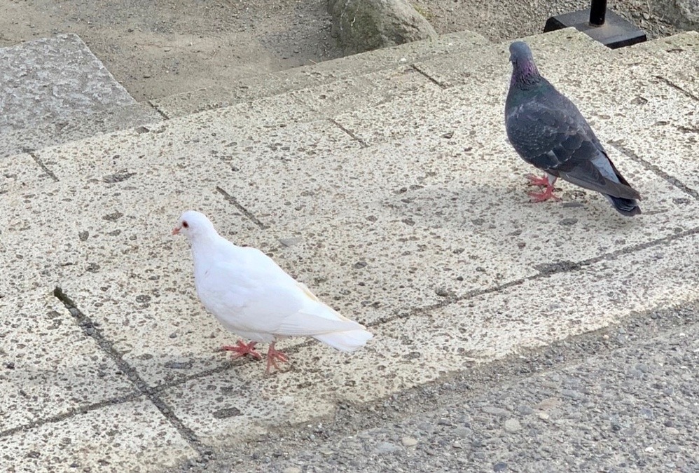 白い鳩からのメッセージ