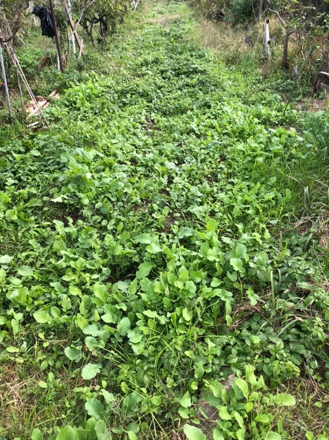 ここに玉葱植えます