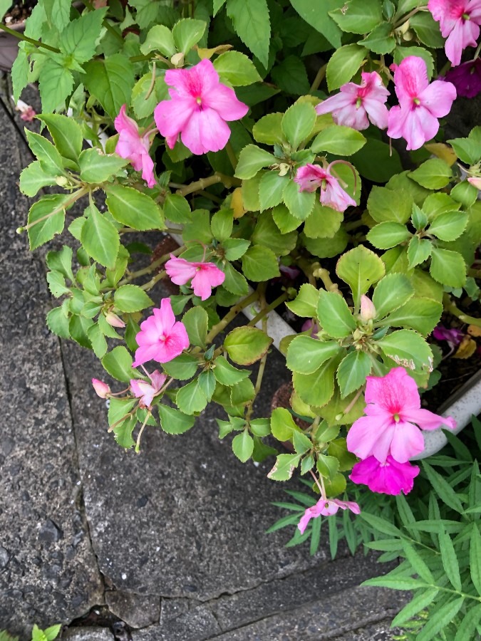 花