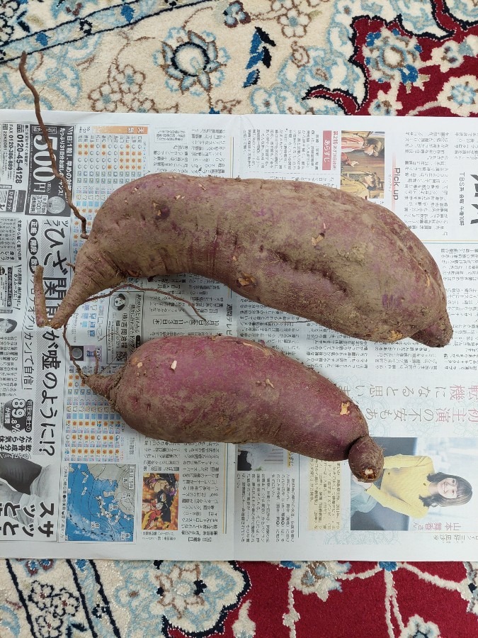 頂いたさつまいも