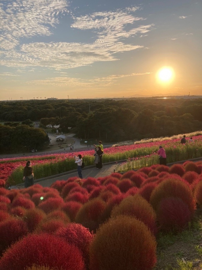 ひたち海浜公園🌟