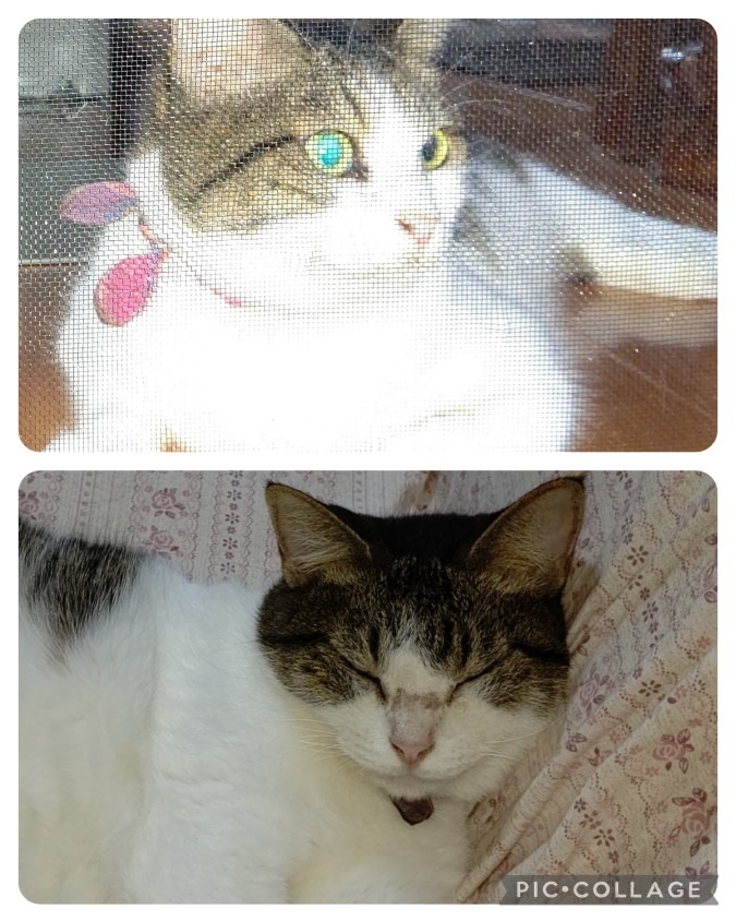 🐾🐱目やに🐱🐾