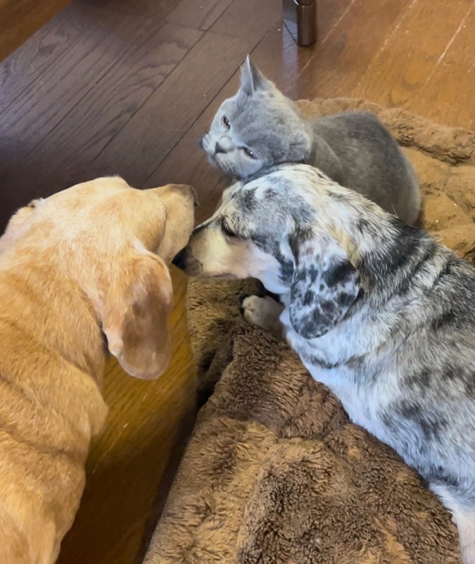 犬なつっこい猫　じゅり　🐈　またまた登場