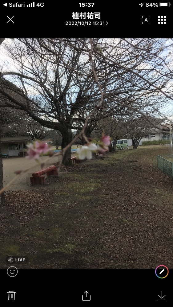 秋に咲く桜