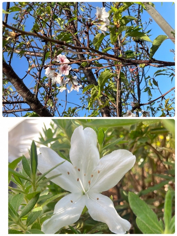 季節外れの桜とツツジ⁉️