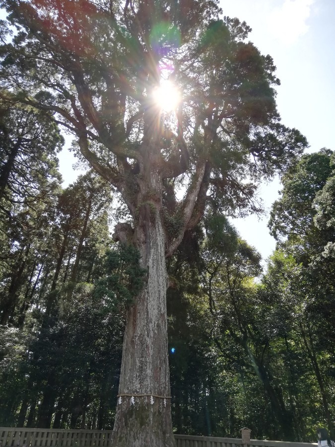 霧島神社の御神木