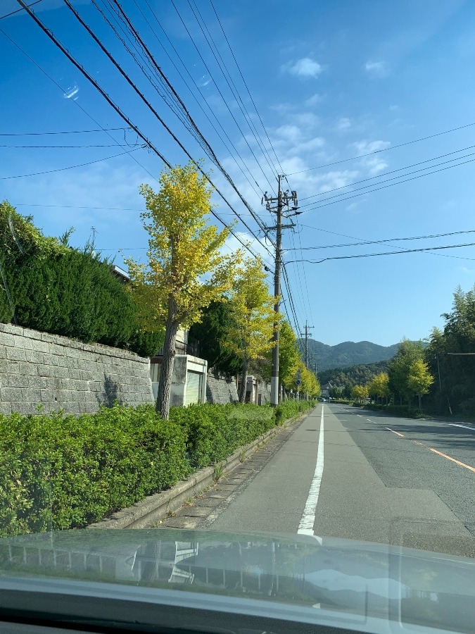 秋空に色付きはじめたイチョウの葉🍂