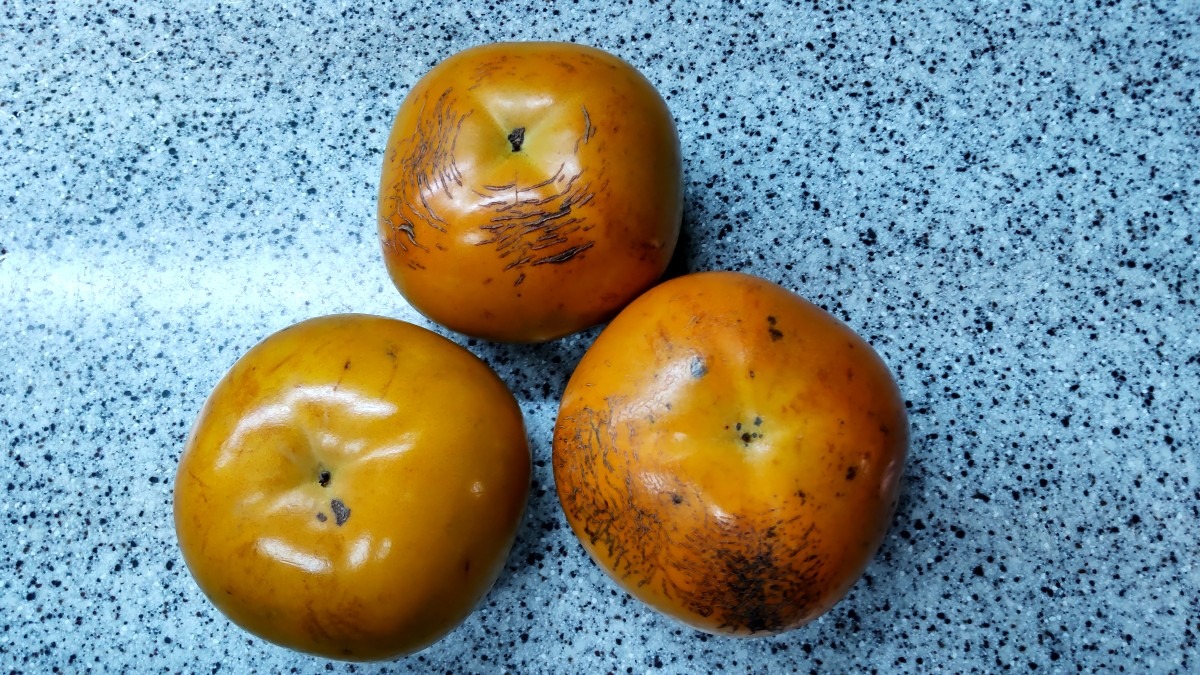 大秋柿