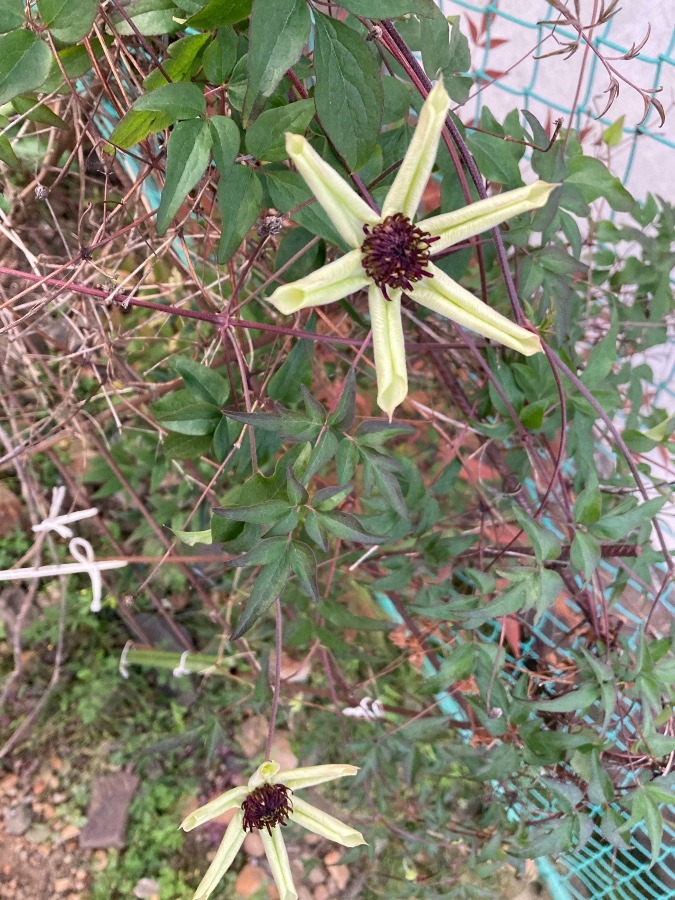 この花なんだろう？❗️