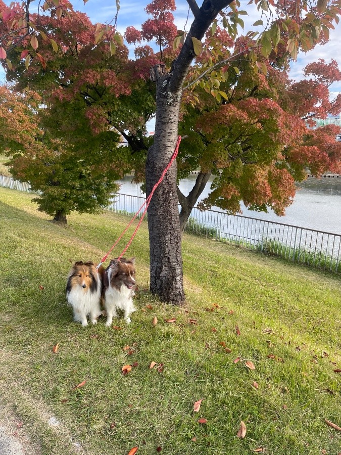 自然 花 ？ ペット ？