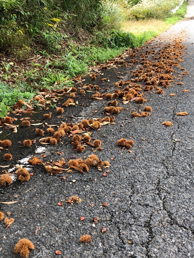 栗道路⁉️