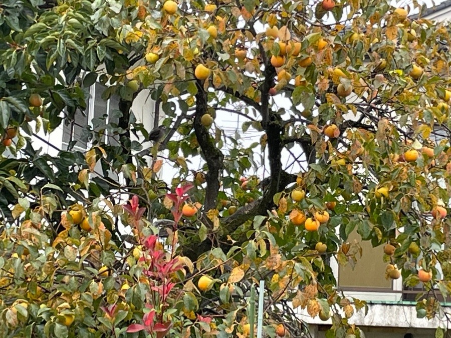 可愛い雨宿り☔️