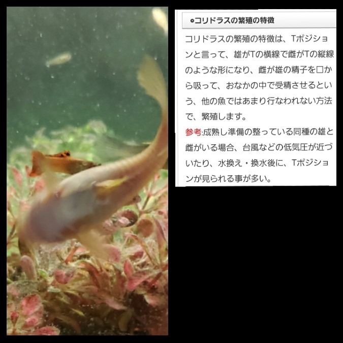 コリドラス(熱帯魚)の産卵