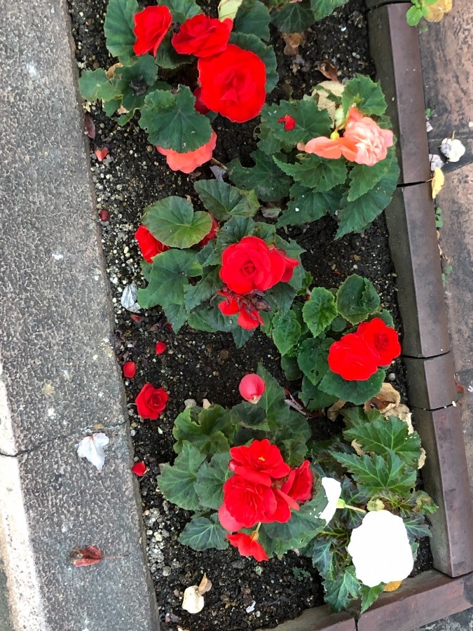 ベゴニア　の花　綺麗