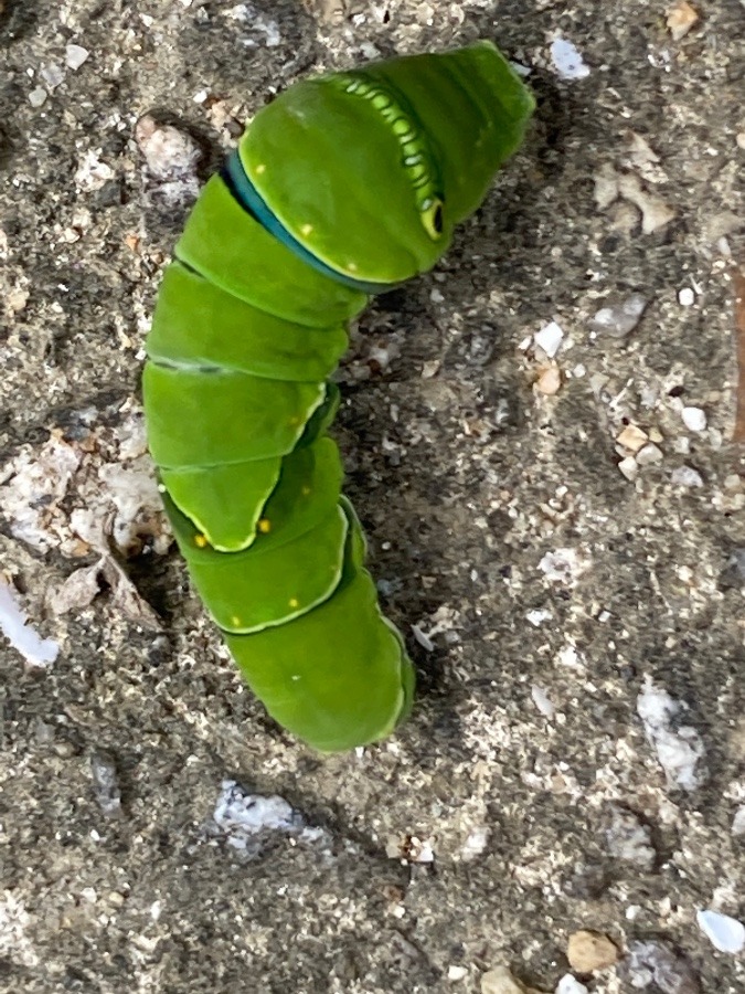 青虫🐛