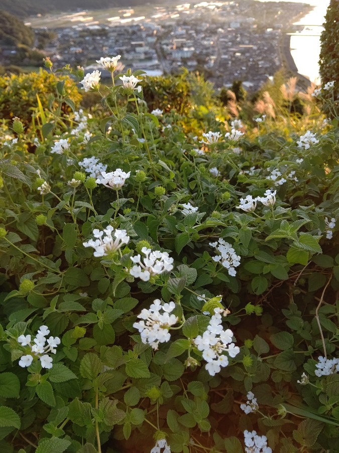 かわいい花💠🌼