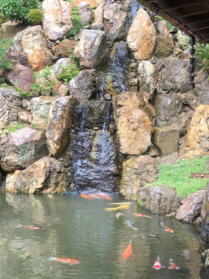 龍雲寺滝と鯉