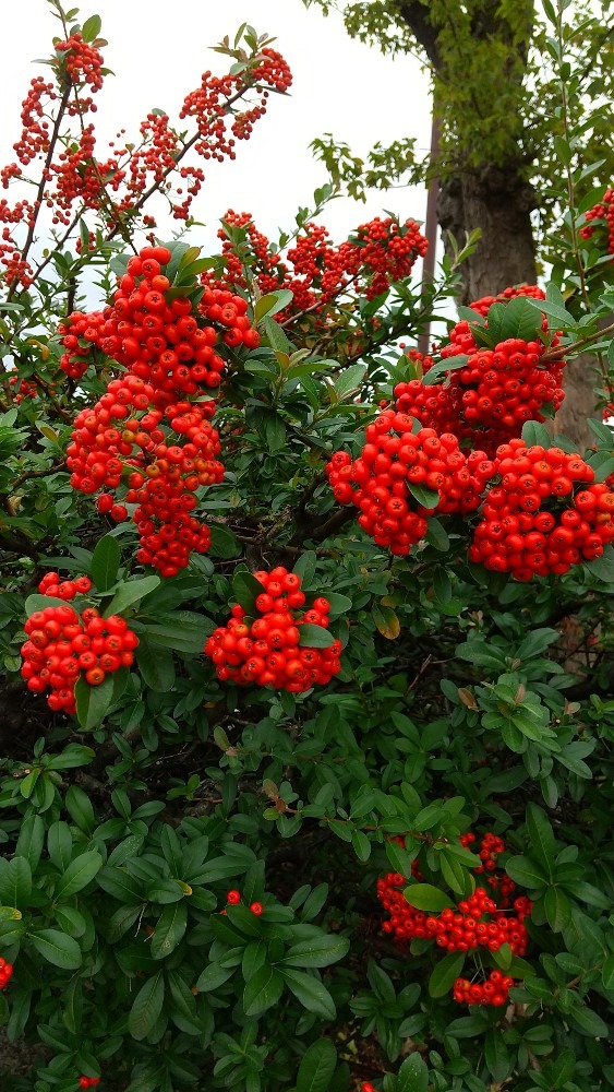 花の様な実これぞまさしく花見