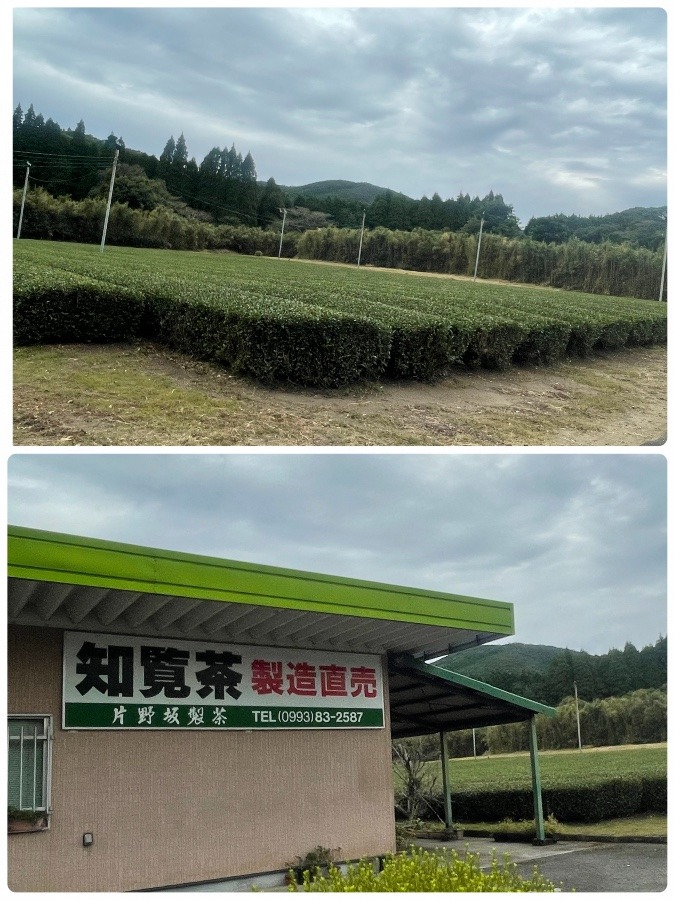 鹿児島知覧のお茶畑