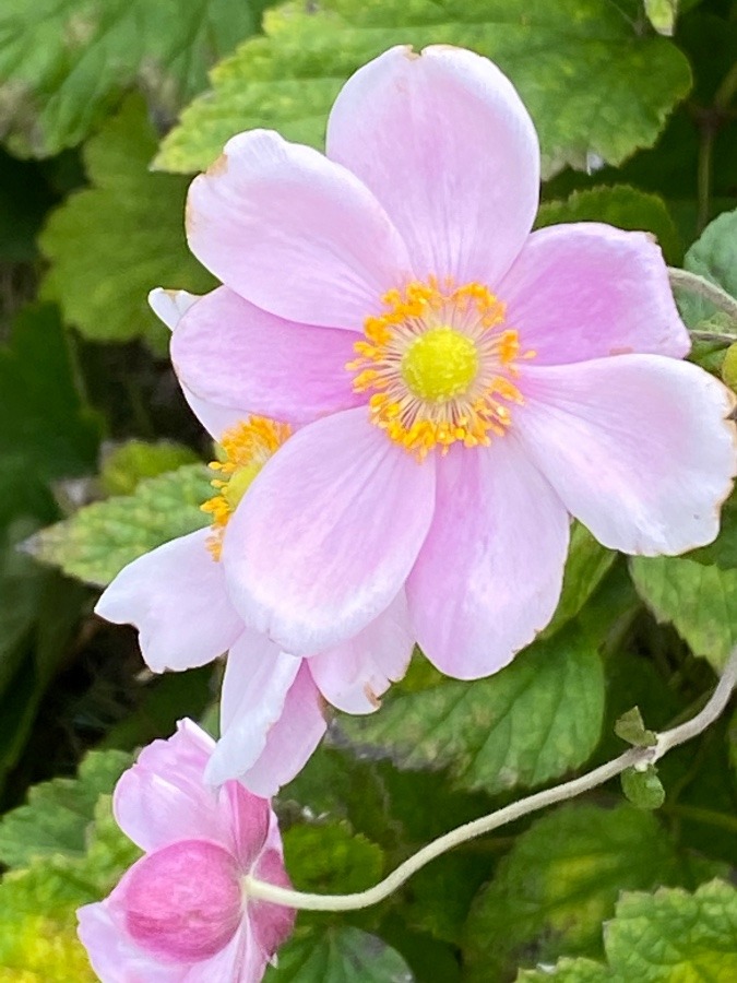 ヘクソカズラ🌸🌸🌸