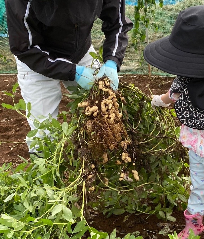 秋の味覚第四弾　落花生収穫