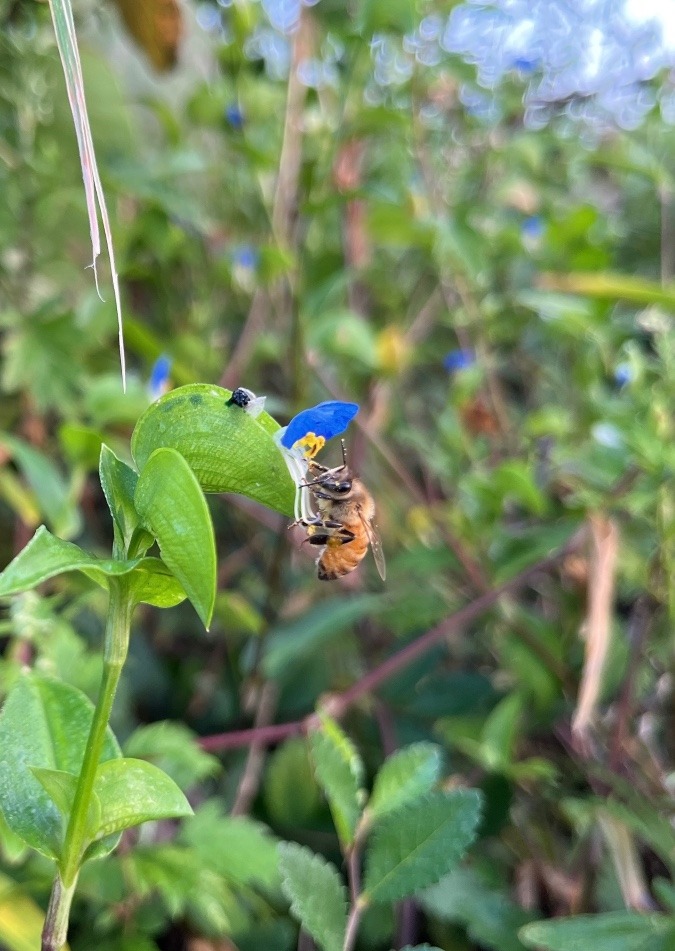 【朝食】