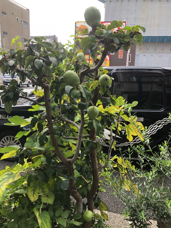 花梨の実　