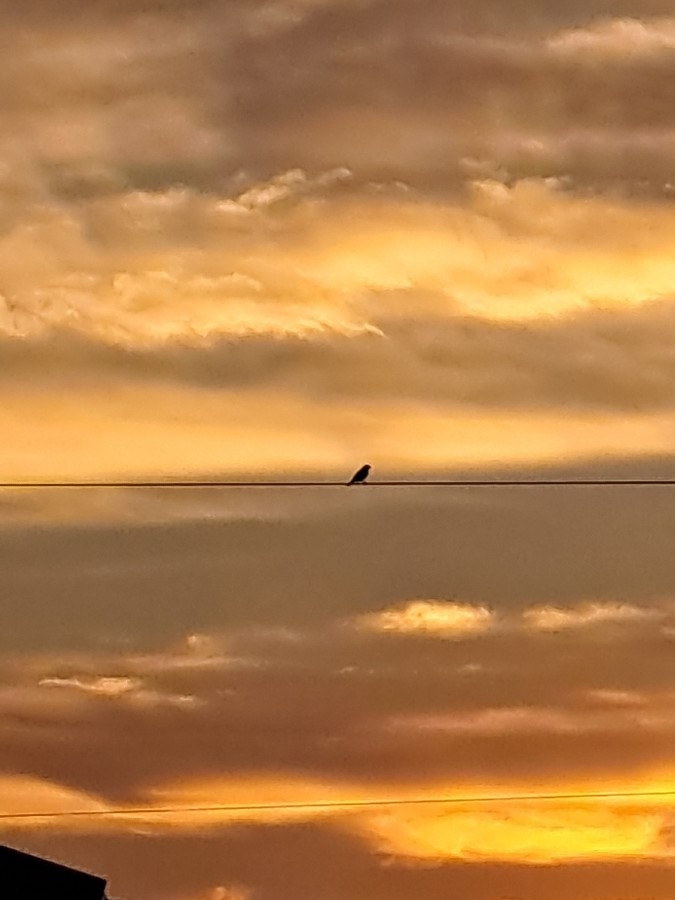 夕空の電線に鳥