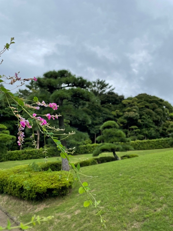 癒される景色③萩と緑