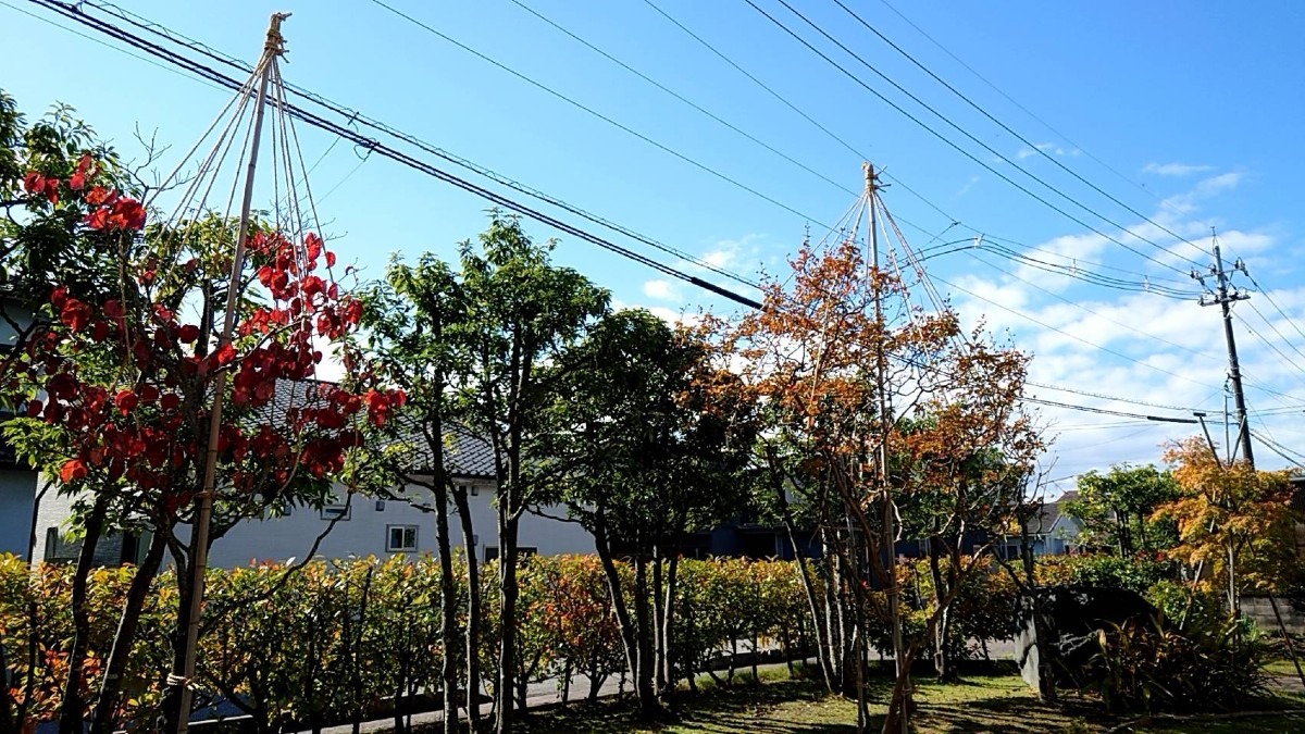 🌳庭の剪定