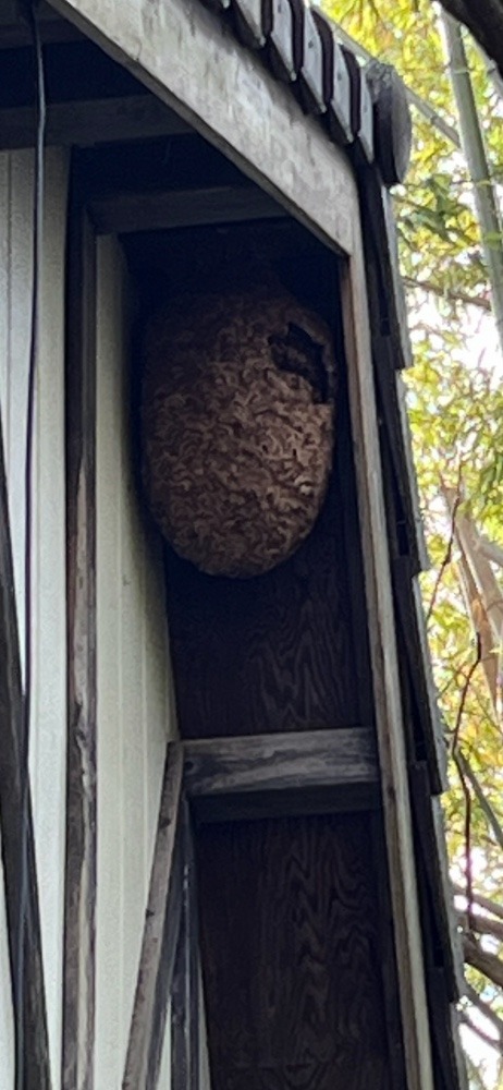 どうしよ？巨大スズメバチの巣。