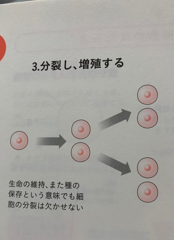 ③遺伝情報をコピーして、分裂し、増殖をする