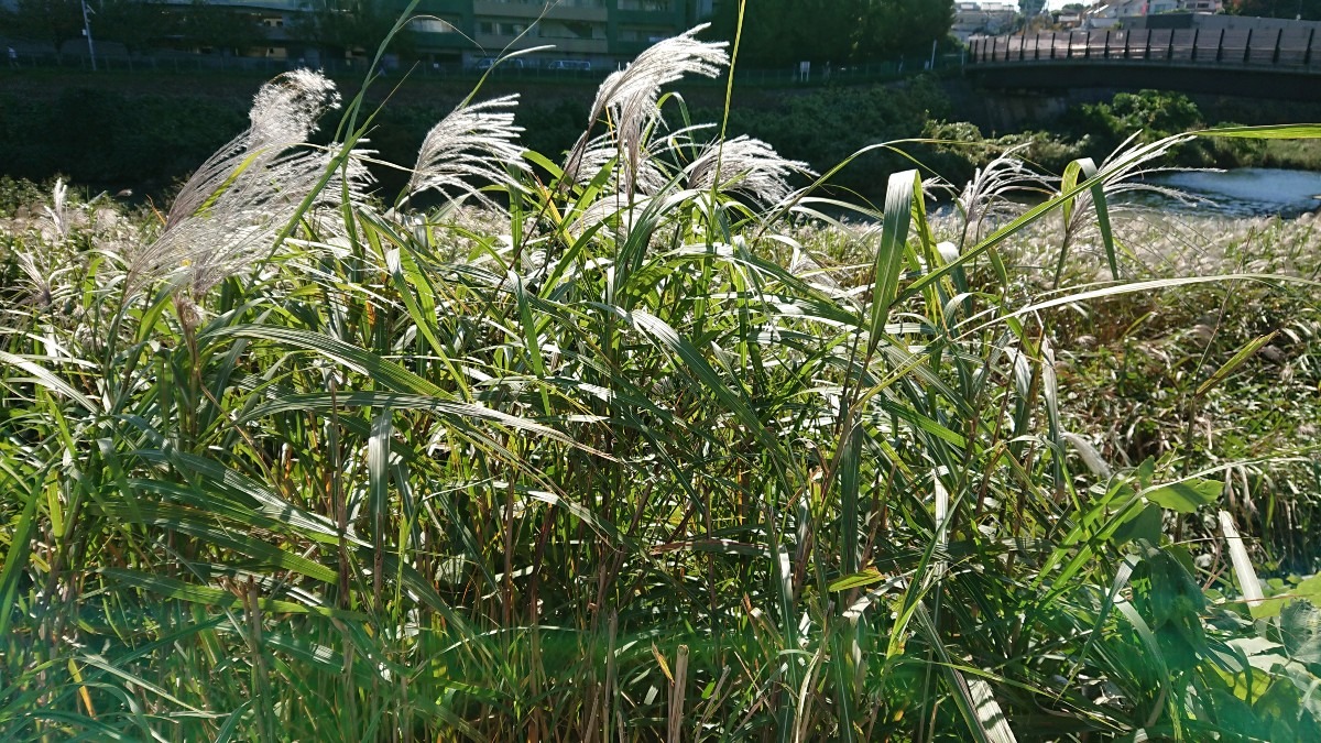 風に靡いてるススキ🌿