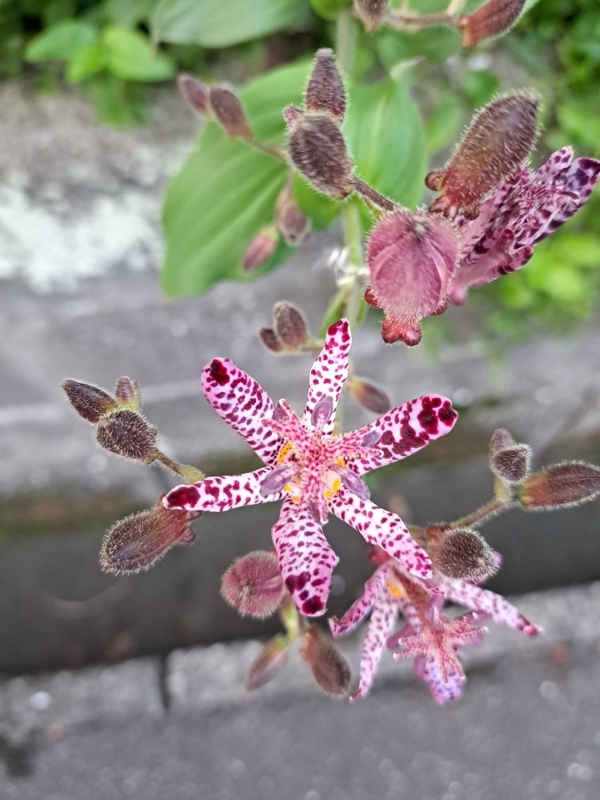 道辺の小さい花🌸