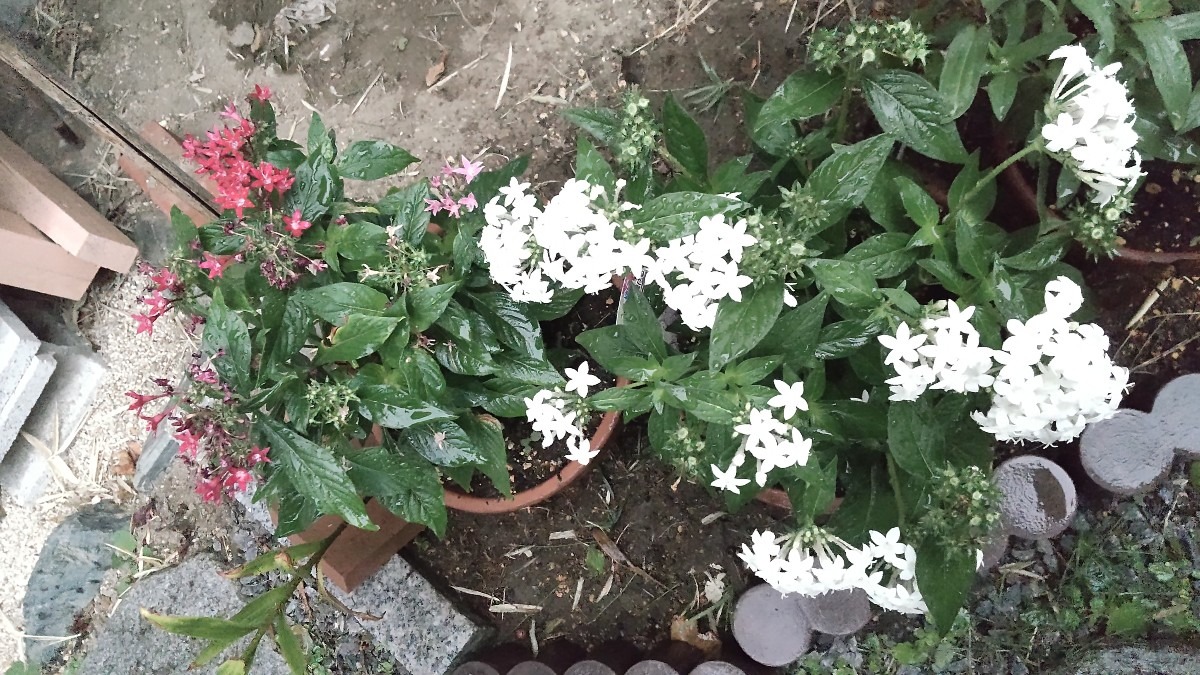 寒さに負けじとがんばつてる、可憐な花達