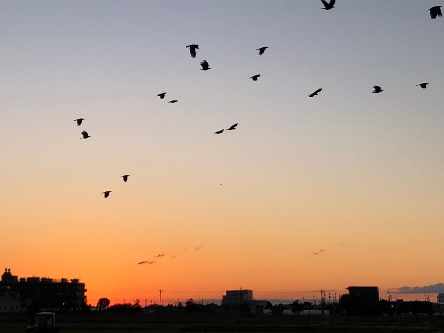 カラス〜なぜ鳴くの♫🦅